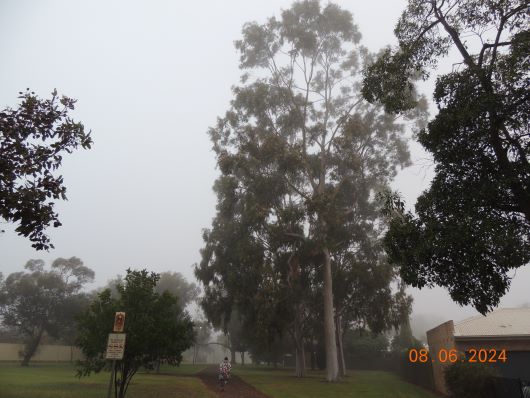 Green Pine Park in Fog